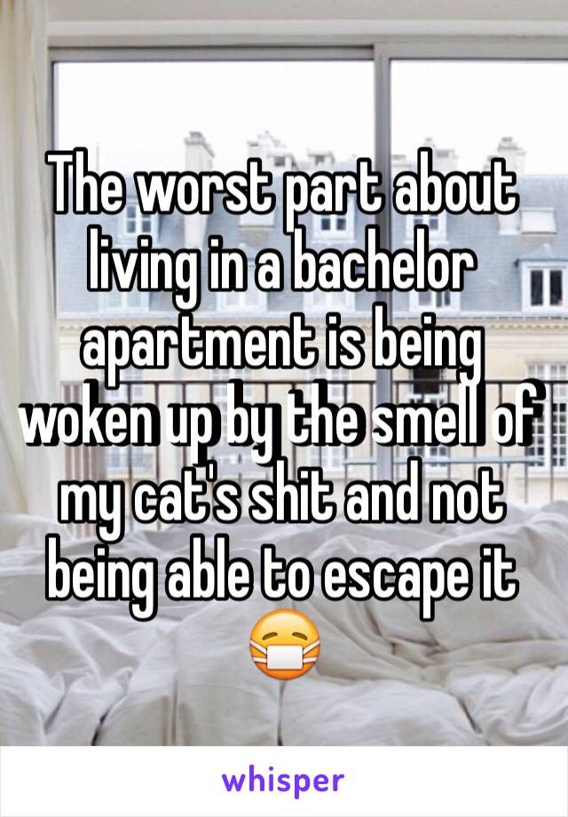 The worst part about living in a bachelor apartment is being woken up by the smell of my cat's shit and not being able to escape it 😷