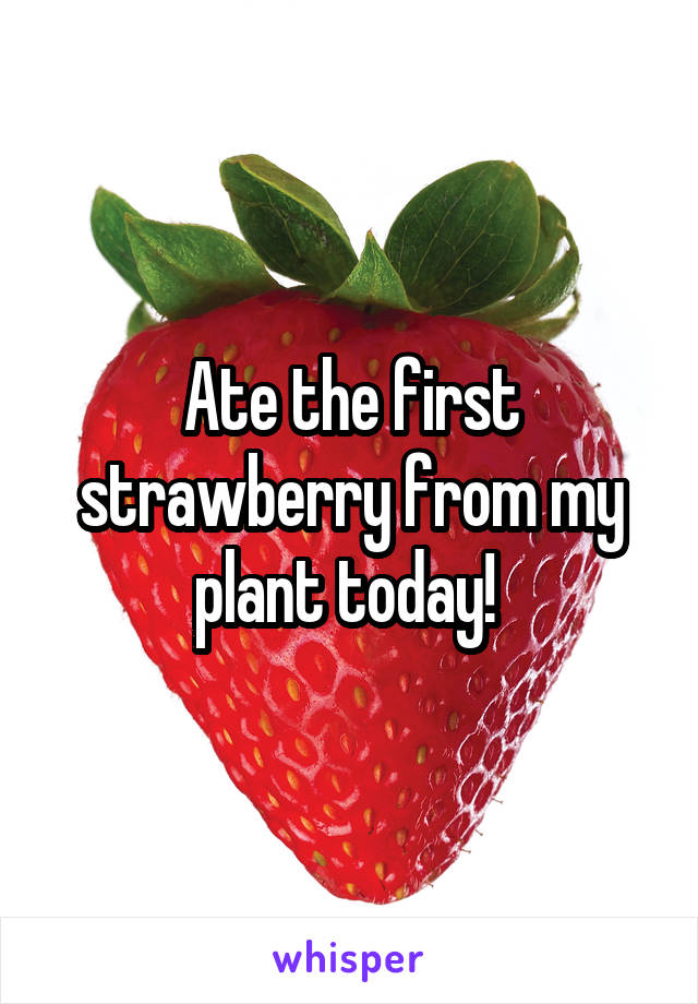 Ate the first strawberry from my plant today! 