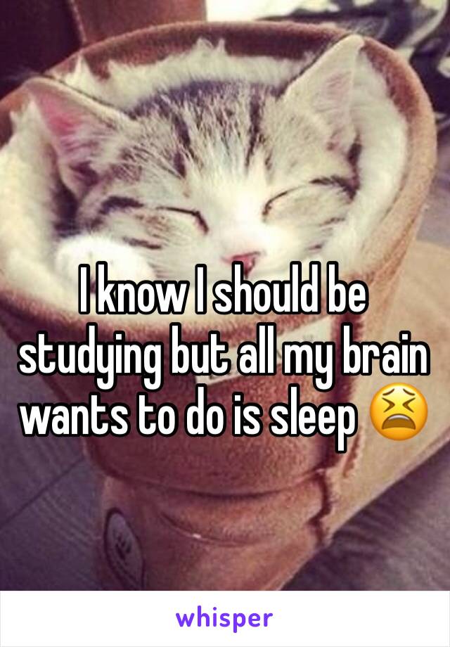 I know I should be studying but all my brain wants to do is sleep 😫