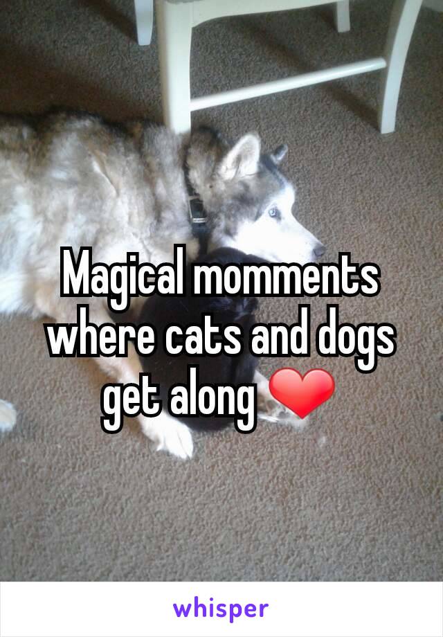 Magical momments where cats and dogs get along ❤