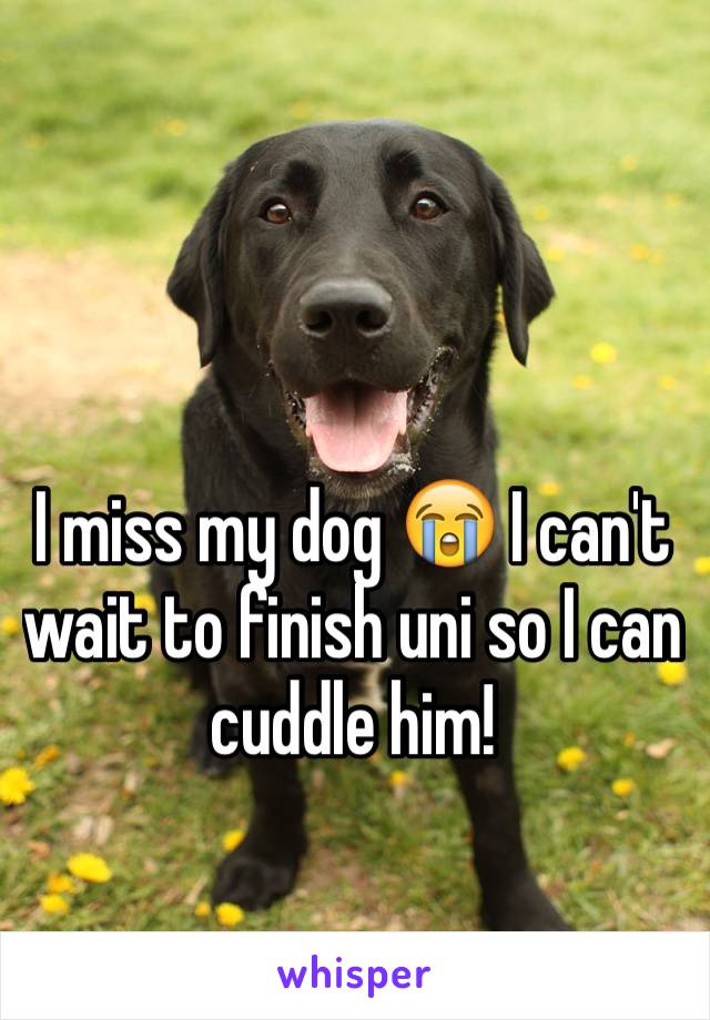 I miss my dog 😭 I can't wait to finish uni so I can cuddle him! 
