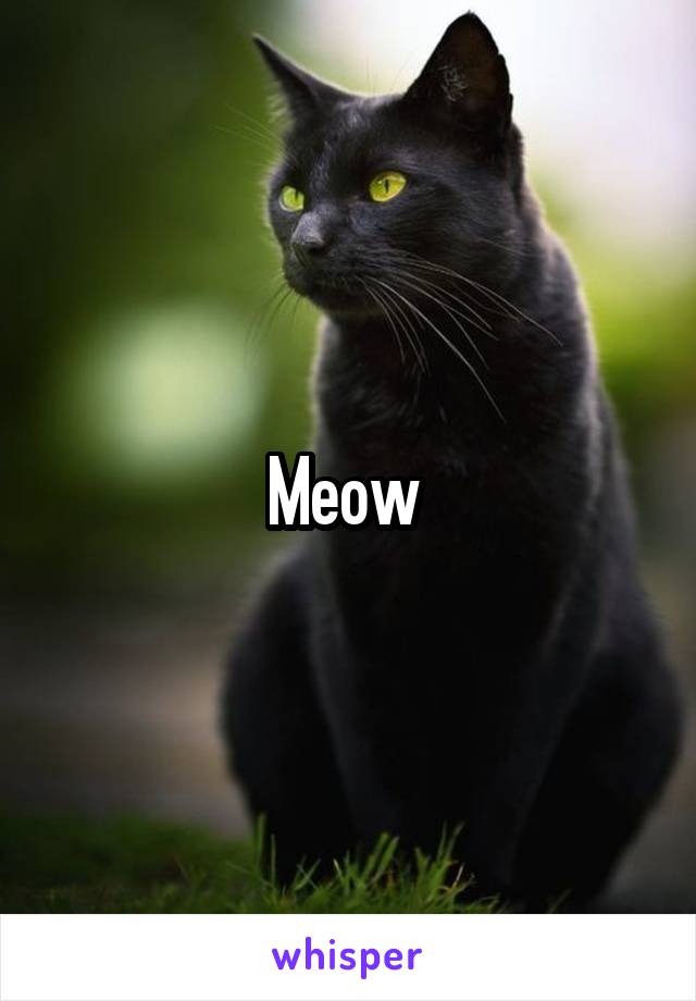 Meow 