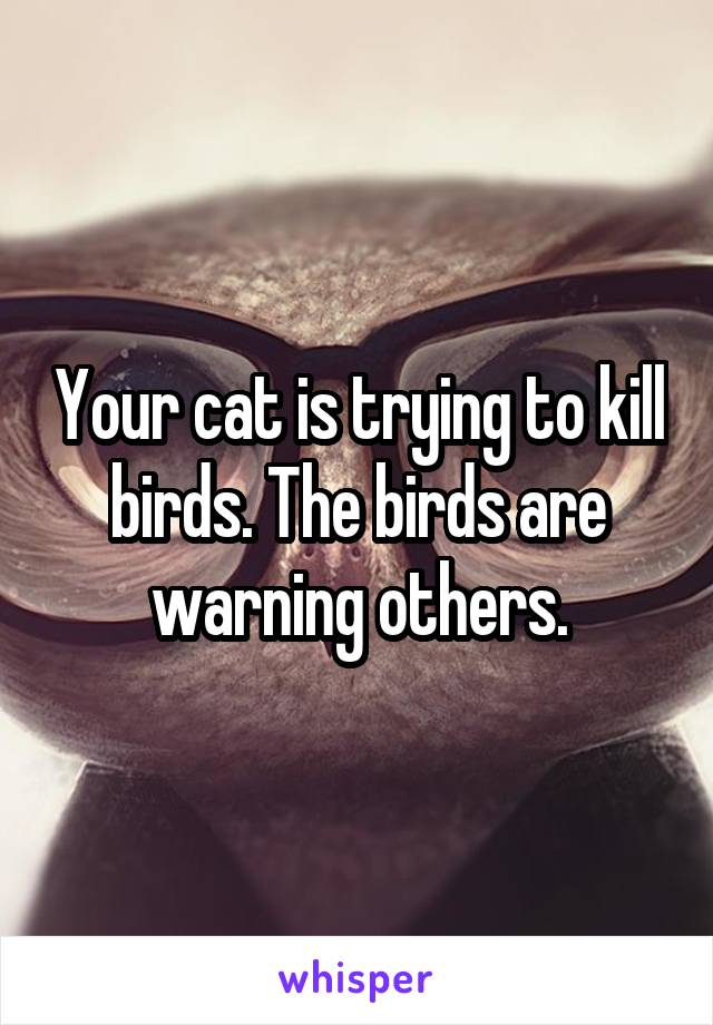 Your cat is trying to kill birds. The birds are warning others.