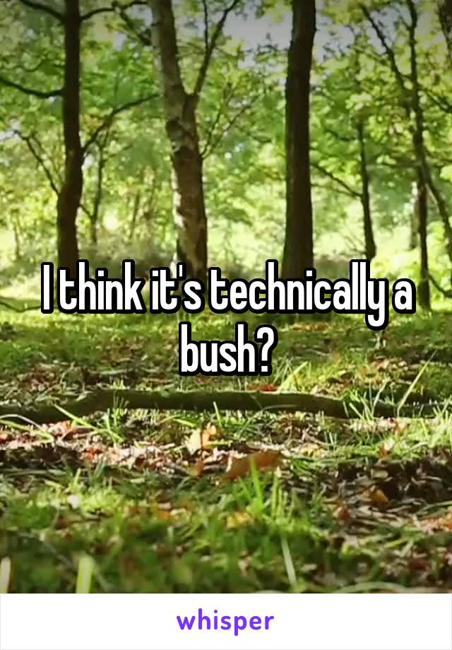 I think it's technically a bush?