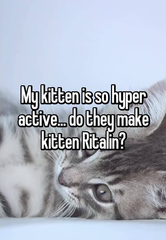 My kitten is so hyper active... do they make kitten Ritalin?