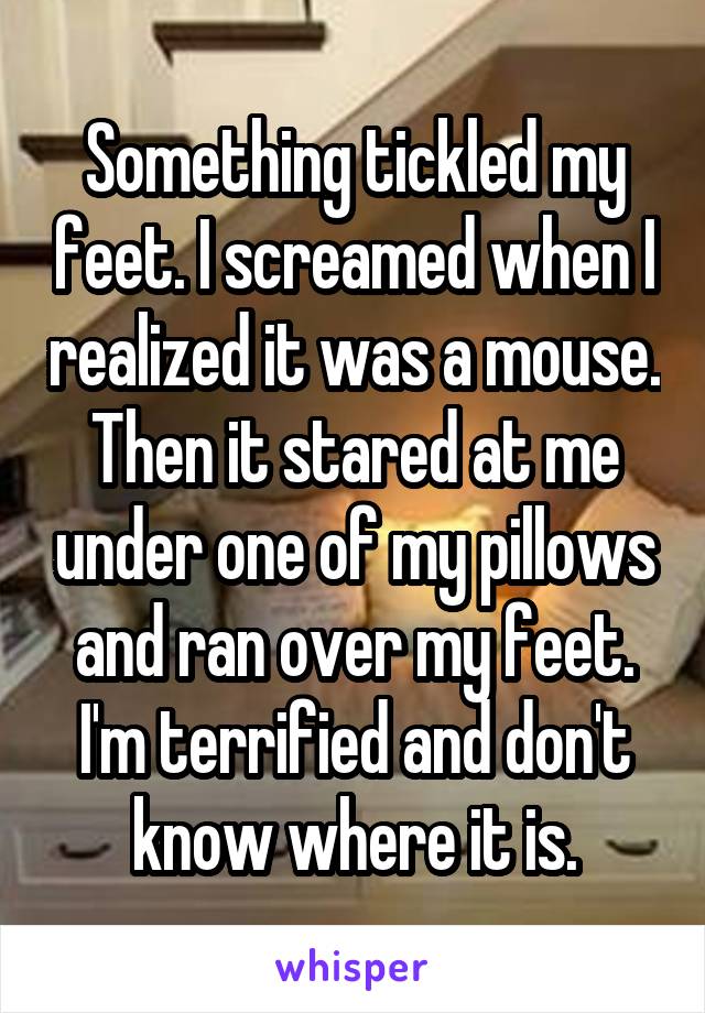 Something tickled my feet. I screamed when I realized it was a mouse. Then it stared at me under one of my pillows and ran over my feet. I'm terrified and don't know where it is.