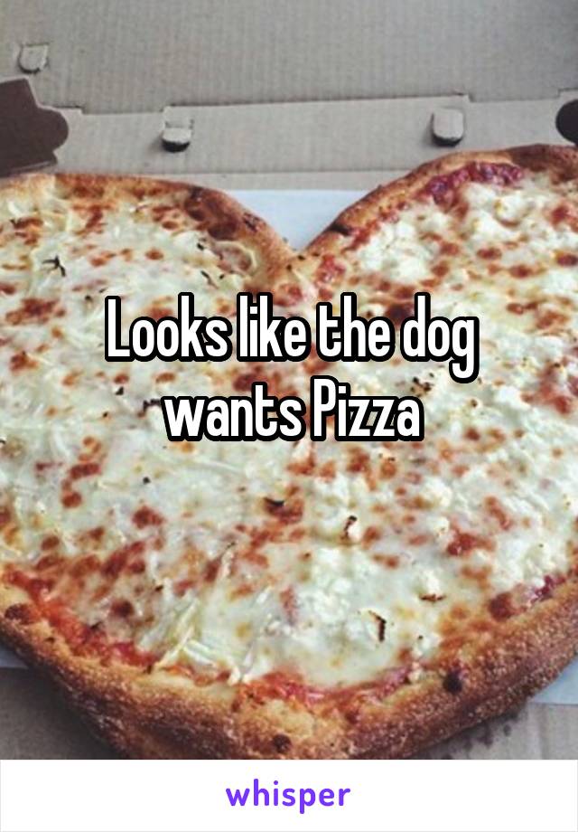 Looks like the dog wants Pizza
