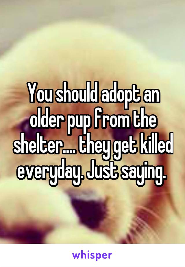 You should adopt an older pup from the shelter.... they get killed everyday. Just saying. 