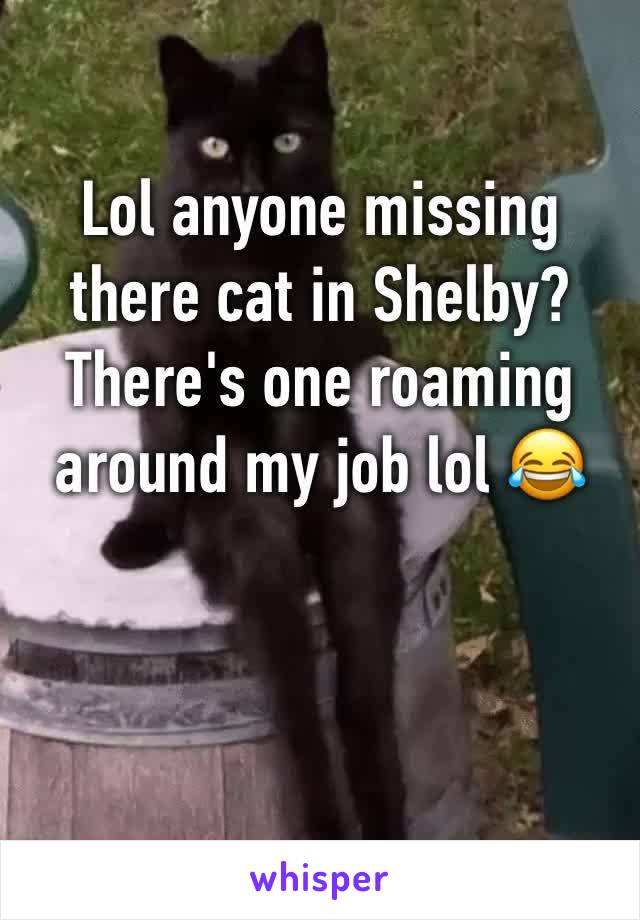 Lol anyone missing there cat in Shelby? There's one roaming around my job lol 😂 