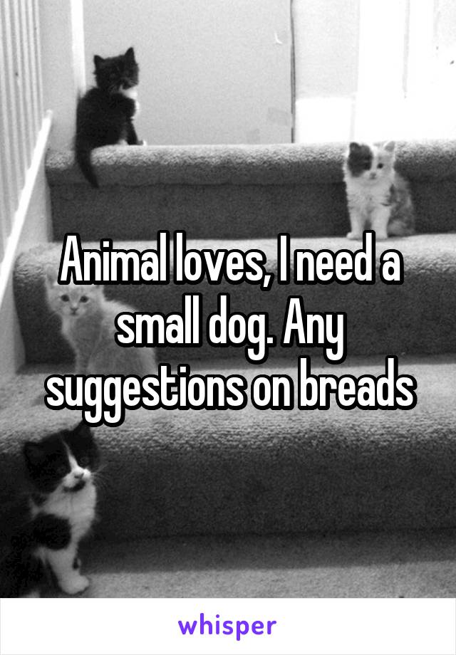 Animal loves, I need a small dog. Any suggestions on breads