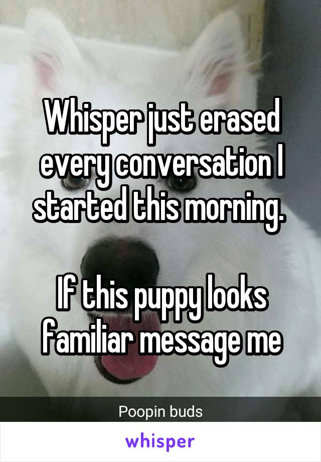 Whisper just erased every conversation I started this morning. 

If this puppy looks familiar message me