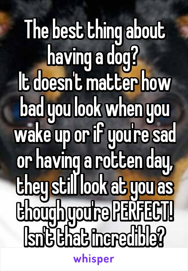 The best thing about having a dog? 
It doesn't matter how bad you look when you wake up or if you're sad or having a rotten day, they still look at you as though you're PERFECT! Isn't that incredible?