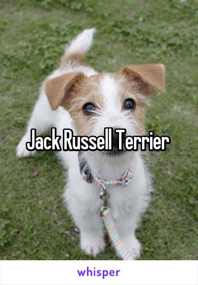 


Jack Russell Terrier 