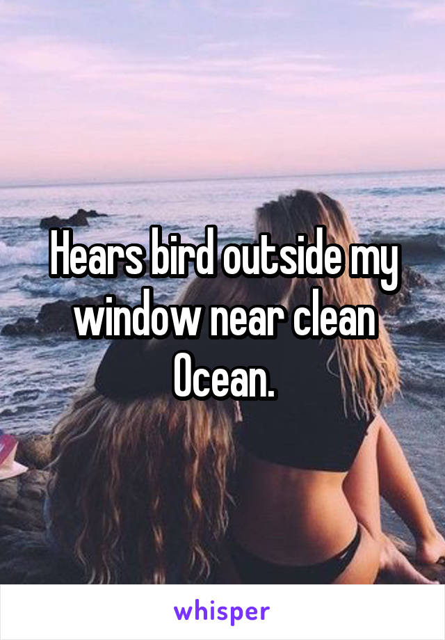 Hears bird outside my window near clean Ocean.