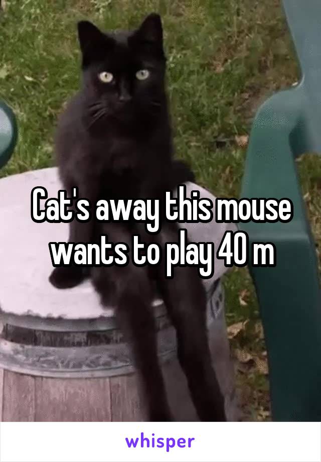 Cat's away this mouse wants to play 40 m