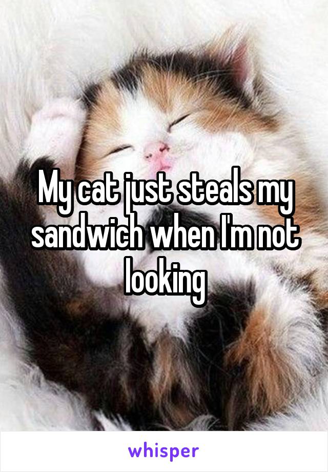 My cat just steals my sandwich when I'm not looking