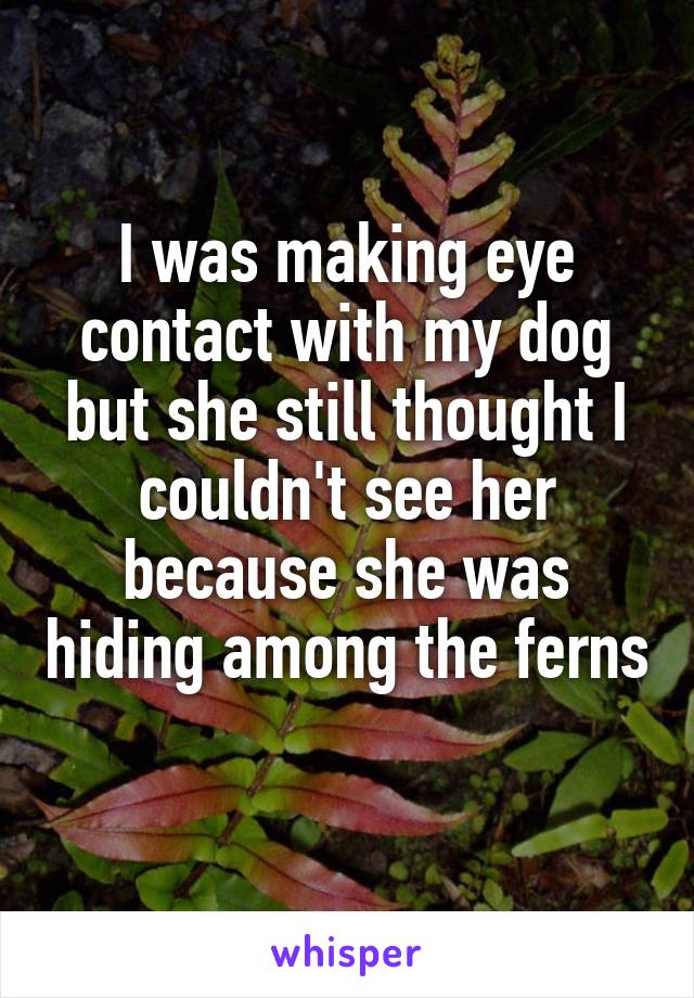 I was making eye contact with my dog but she still thought I couldn't see her because she was hiding among the ferns 