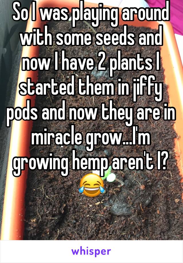 So I was playing around with some seeds and now I have 2 plants I started them in jiffy pods and now they are in miracle grow...I'm growing hemp aren't I? 😂