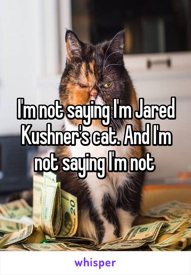 I'm not saying I'm Jared Kushner's cat. And I'm not saying I'm not 