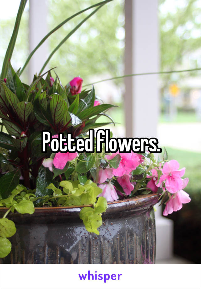 Potted flowers.