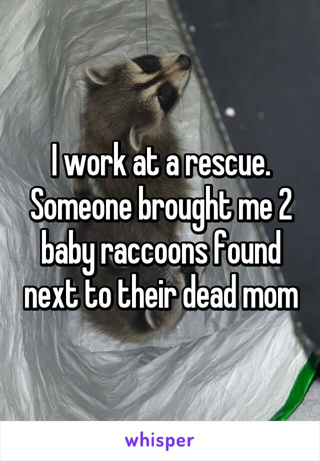 I work at a rescue. Someone brought me 2 baby raccoons found next to their dead mom