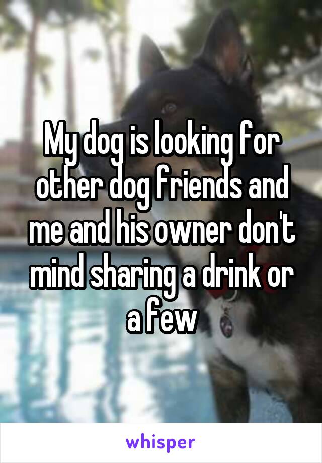 My dog is looking for other dog friends and me and his owner don't mind sharing a drink or a few