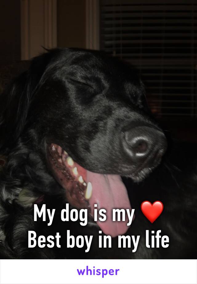 





My dog is my ❤️
Best boy in my life 