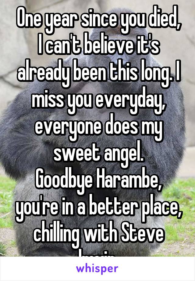 One year since you died, I can't believe it's already been this long. I miss you everyday, everyone does my sweet angel.
Goodbye Harambe, you're in a better place, chilling with Steve Irwin.