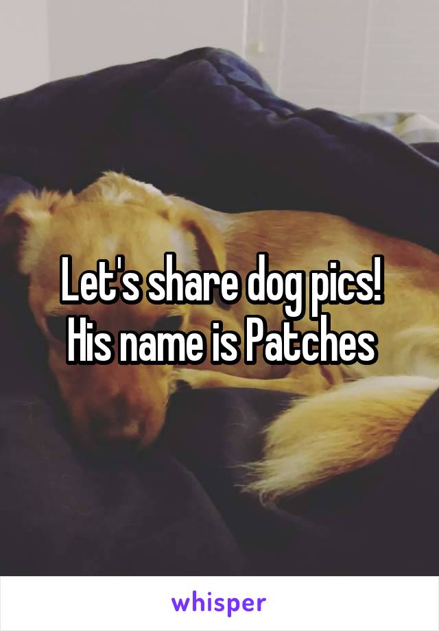 Let's share dog pics!
His name is Patches