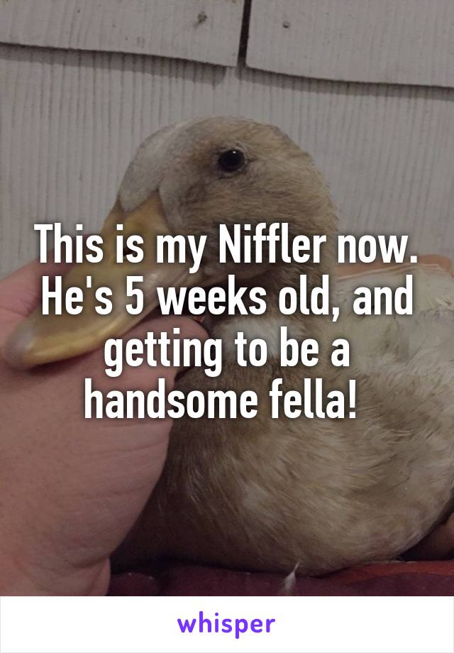 This is my Niffler now. He's 5 weeks old, and getting to be a handsome fella! 