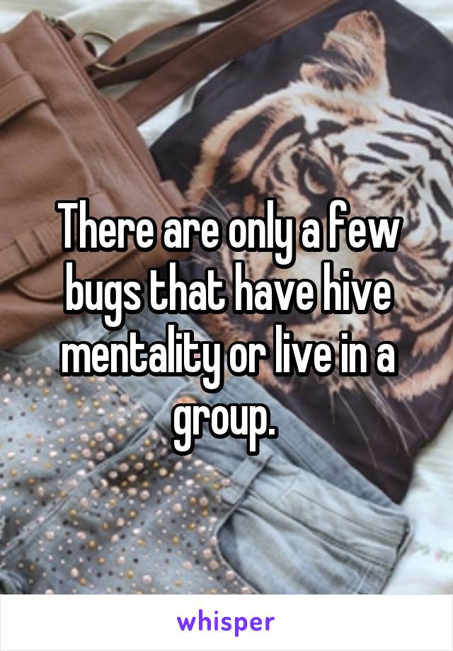 There are only a few bugs that have hive mentality or live in a group. 