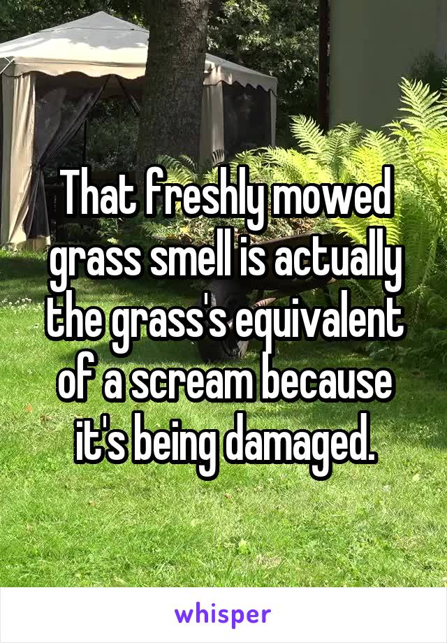 That freshly mowed grass smell is actually the grass's equivalent of a scream because it's being damaged.