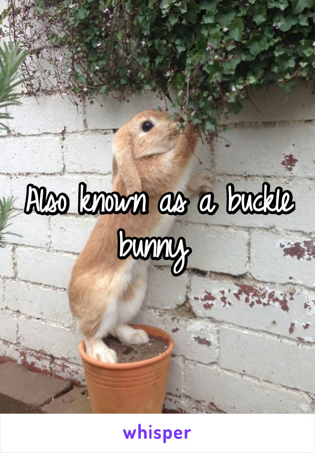 Also known as a buckle bunny 