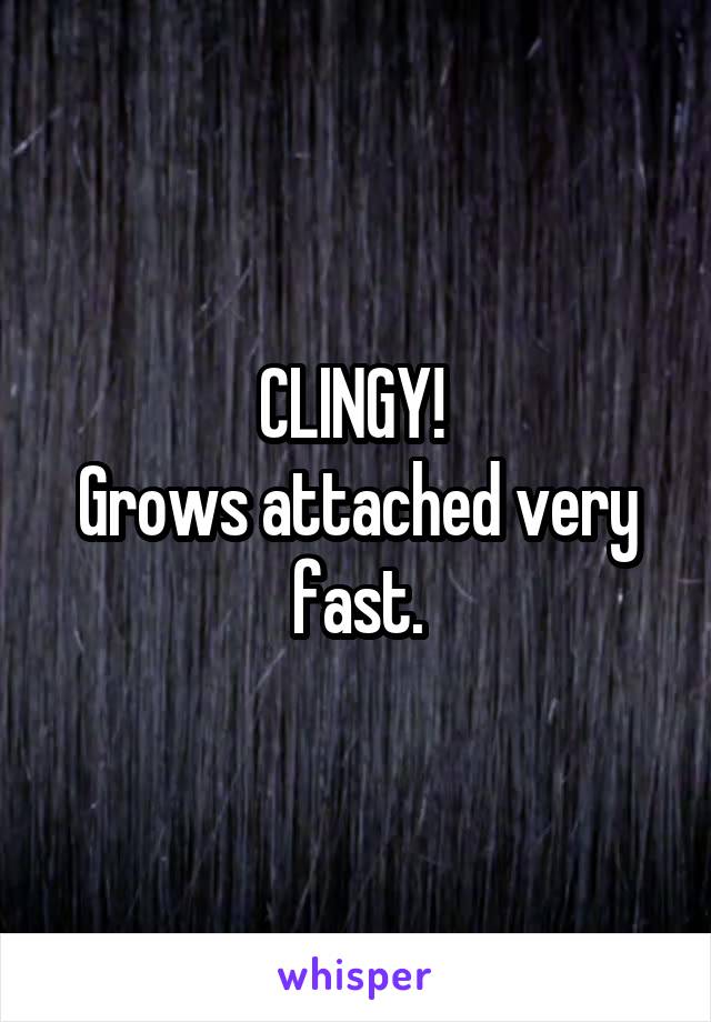 CLINGY! 
Grows attached very fast.