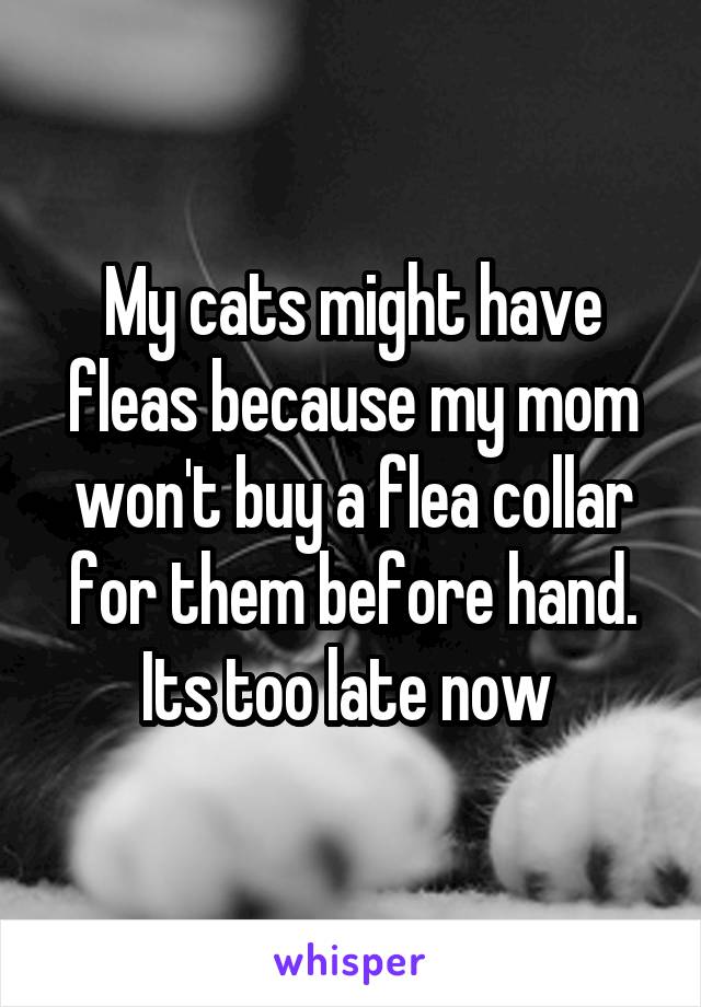 My cats might have fleas because my mom won't buy a flea collar for them before hand. Its too late now 