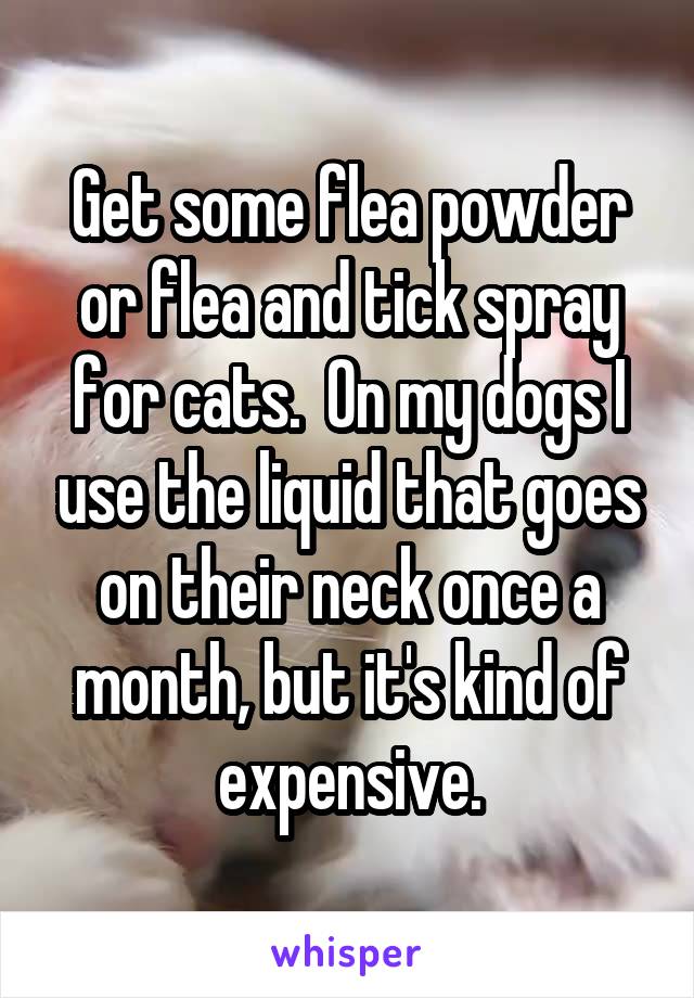 Get some flea powder or flea and tick spray for cats.  On my dogs I use the liquid that goes on their neck once a month, but it's kind of expensive.