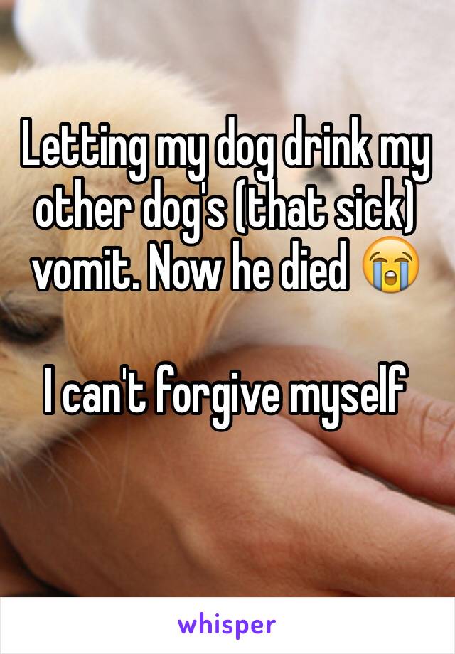 Letting my dog drink my other dog's (that sick) vomit. Now he died 😭

I can't forgive myself 