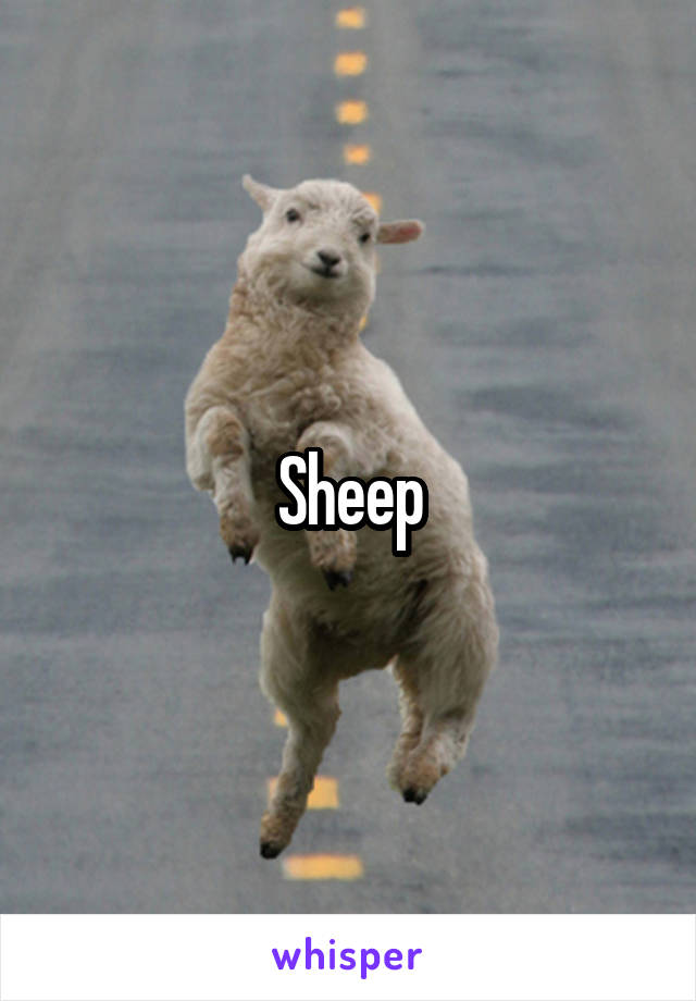 Sheep