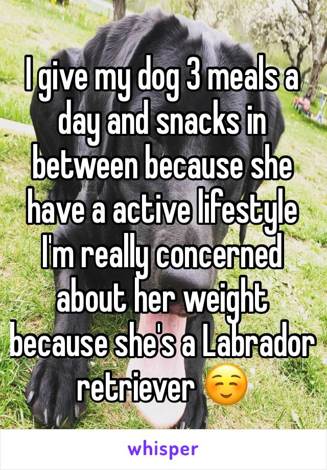 I give my dog 3 meals a day and snacks in between because she have a active lifestyle I'm really concerned about her weight because she's a Labrador retriever ☺️