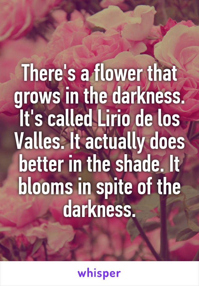 There's a flower that grows in the darkness. It's called Lirio de los Valles.  It actually