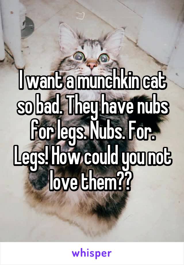 I want a munchkin cat so bad. They have nubs for legs. Nubs. For. Legs! How could you not love them?? 