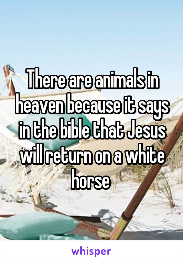 There are animals in heaven because it says in the bible that Jesus will return on a white horse 