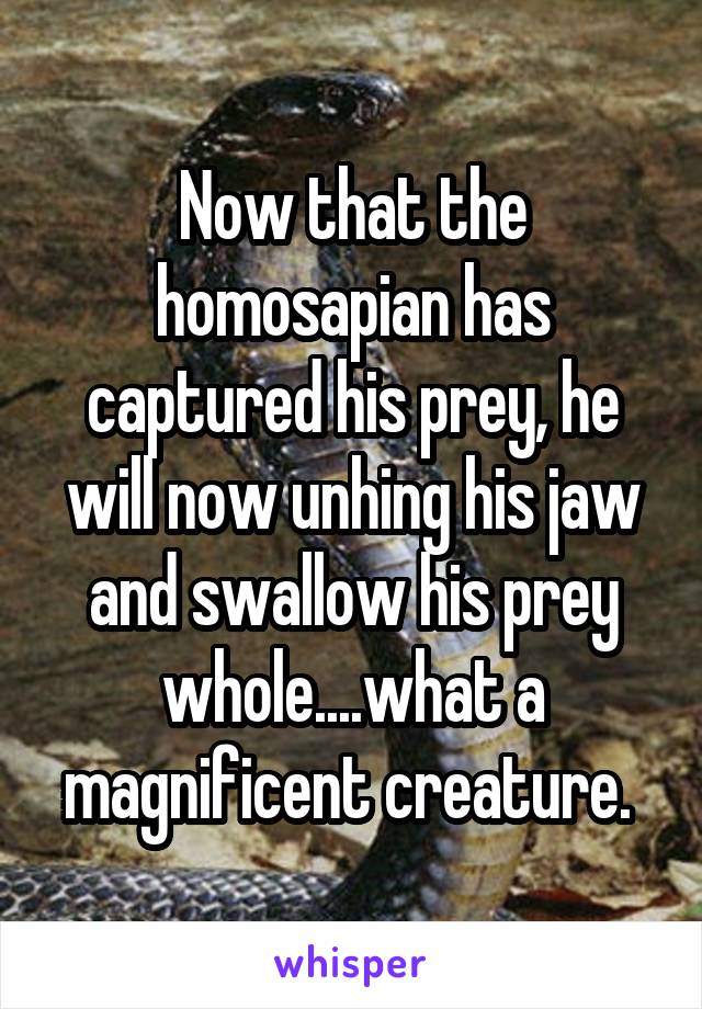 Now that the homosapian has captured his prey, he will now unhing his jaw and swallow his prey whole....what a magnificent creature. 