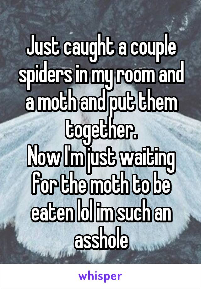 Just caught a couple spiders in my room and a moth and put them together.
Now I'm just waiting for the moth to be eaten lol im such an asshole