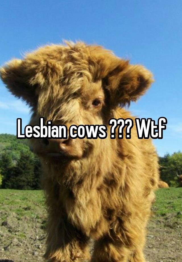 Lesbian cows ??? Wtf