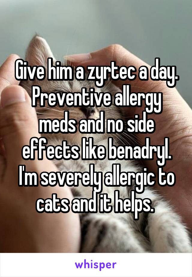 Give him a zyrtec a day. Preventive allergy meds and no side effects like benadryl. I'm severely allergic to cats and it helps. 