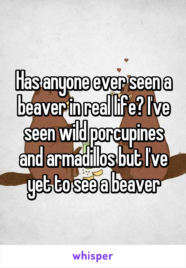 Has anyone ever seen a beaver in real life? I've seen wild porcupines and armadillos but I've yet to see a beaver