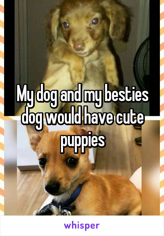 My dog and my besties dog would have cute puppies