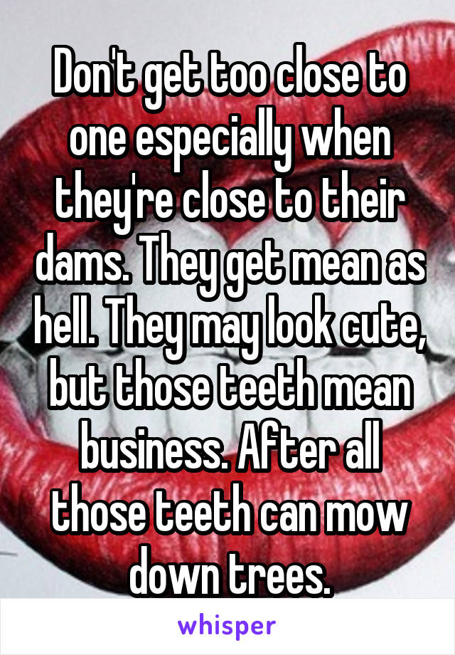 Don't get too close to one especially when they're close to their dams. They get mean as hell. They may look cute, but those teeth mean business. After all those teeth can mow down trees.