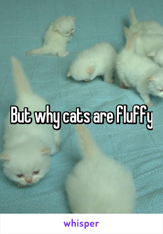 But why cats are fluffy